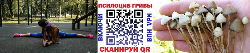 закладки  Верхотурье  Галлюциногенные грибы Cubensis 